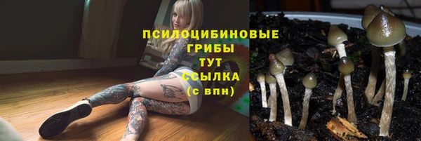 стаф Новокубанск