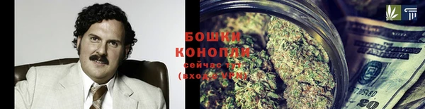 прущие грибы Новозыбков