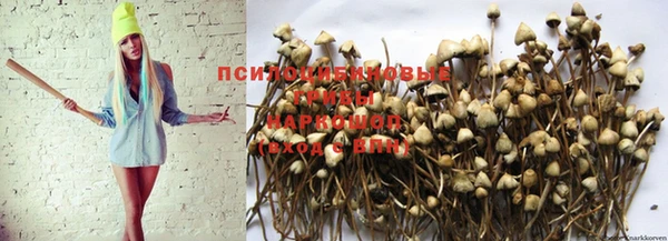 прущие грибы Новозыбков